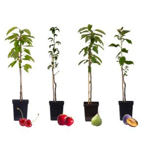 Arbres fruitiers - x16 - Pommier, Cerisier, Poirier et Prunier - 60-70cm - ¿9cm