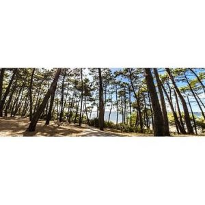 Toile 45x135 forêt arcachon 2