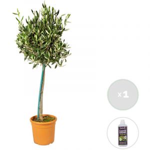 Olea Europaea avec nutrition PlantGrow - Olivier sur tronc - Arbre - Rustique – ?19 cm - ?80-90 cm