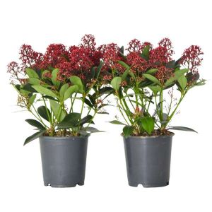 Skimmia japonica 'Rubella' - Lot de 2 - Pot 15cm - Hauteur 35-45cm
