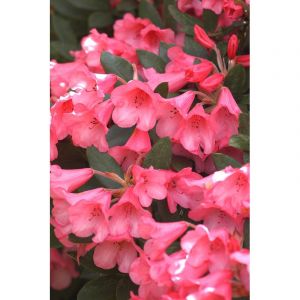 Rhododendron 'winsome' taille du pot - e