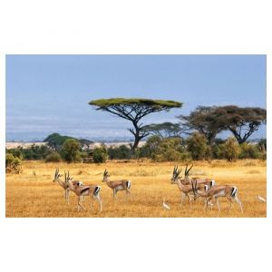 Affiche animaux gazelles dans la savane - 60x40cm - made in France - Jaune