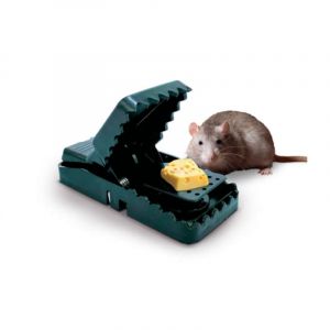 Venteo 4 Pi&egrave;ge &agrave; souris | | Tapette &agrave; souris professionnel | Pi&egrave;ge r&eacute;utilisable | Convient pour la | Maison et Ext&eacute;rieur | Sourici&egrave;re | Vert | Taille 6.5x10.5x5cm