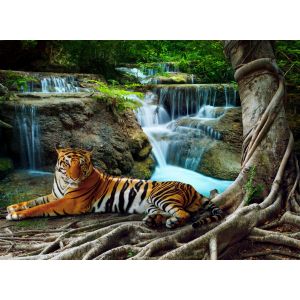 Grafika Tigre