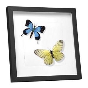 EUGAD 3D Cadre photo Vitre en verre avec Papier Passe-partout, Cadre en bois Cadre de Boîte d'Ombre pour Objets jusqu'à 1,5cm, 40x40cm, Noir