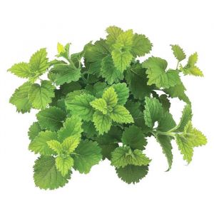 60 Graines De Mélisse Officinale