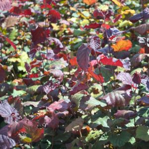 Noisetier maxima purpurea - pot de 7.5l