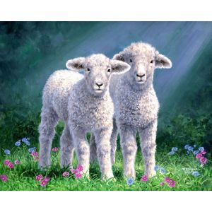 Peinture au num&eacute;ro : Couple de moutons - toile tendue sur ch&acirc;ssis