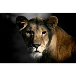 Artis Tableau sur toile Lionne dans l'Ombre 45x65 cm, Origine France Garantie