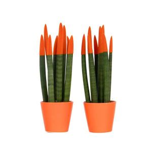 Langue de belle-mère - Set de 2 - Sansevieria cylindrica - H20-40cm - ¿9cm