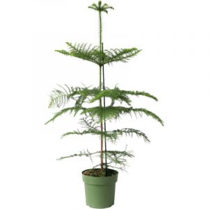 Araucaria Heterophylla - Pino de Norfolk - Maceta 21cm - Altura 70-80cm