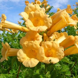 Bignone radicans Yellow Trumpet/Pot de 1,5L - Tuteur bambou 30/60 cm
