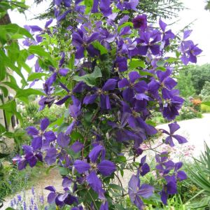 Cl&eacute;matite jackmanii/Pot de 3L - Echelle bambou 60/120 cm