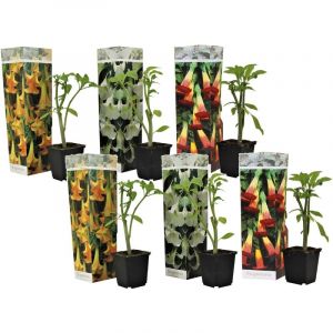 Image de Plant In A Box - Brugmansia - Mélange de 6 - Fleurs de jardin - Pot 9cm - Hauteur 25-40cm - Jaune