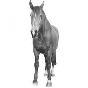 Plage Sticker Décor mural adhésif 3XL - Cheval noir et blanc45x169 cm - Sticker Décor mural adhésif 3XL - Cheval noir et blanc45x169 cm