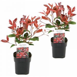 Plant In A Box - Photinia fraseri Red Robin - Set de 2 - Pot 17cm - Hauteur 30-40cm - Blanc