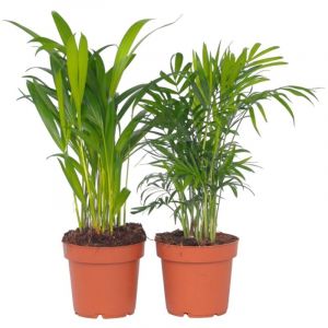 Plant In A Box - Mini mélange de palmiers d'interieur - Set de 2 - Pot 12cm - Hauteur 25-40cm - Vert