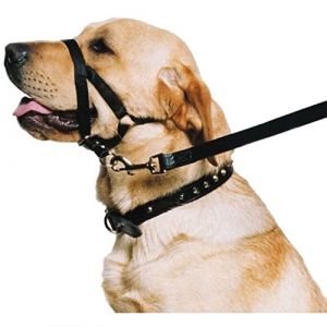 Ancol Dressage de Chien Halter T&ecirc;te Collier