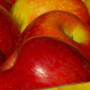 Pommier Reine des Reinettes/Pot de 15L