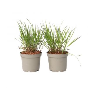 Herbe aux doigts - Lot de 2 - Panicum Virgatum 'Squaw' - H40-60cm - ⌀23cm