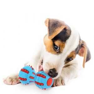 Haltère Dentition Fidelami - Jouet Sonore pour Chien - Hygiène Dentaire
