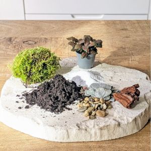 Kit recharge pour terrarium 1 plante fittonia rouge