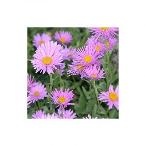 Aster de printemps Happy End/Godet