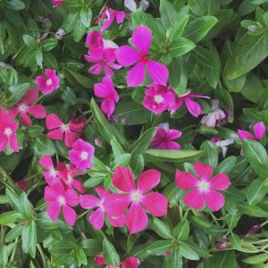 Pervenche minor Atropurpurea/Godet - 5/20 cm