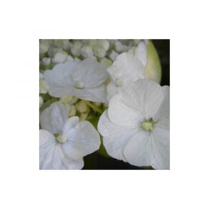 Hortensia grimpant anomala var. Petiolaris Seemanii/Pot de 3L - Echelle bambou 60/120 cm