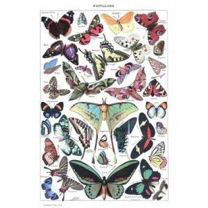 Grafika Illustration du Larousse pour Tous : Papillons, 1907-1910