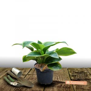 Hosta Bressingham Blue/Pot de 3L - 20/40 cm