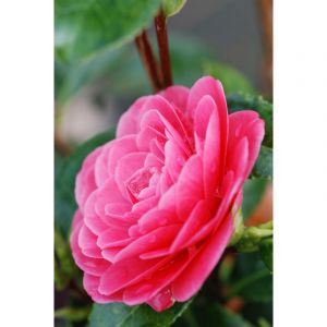 Cam&eacute;lia 'spring formal' taille du pot -