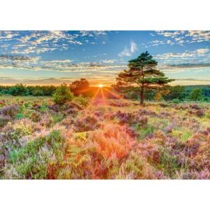 Schmidt Puzzle 1000 pièces : Bruyère au coucher du soleil