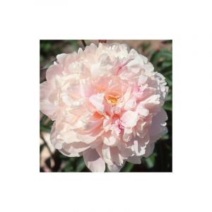 Pivoine herbacée Reine Hortense/Pot de 2L - 10/20 cm