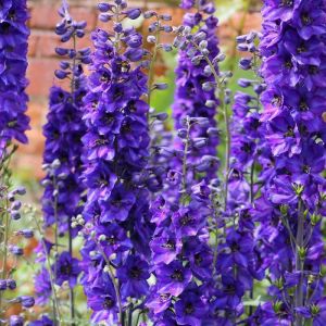 Pied-d'alouette Blue Bird/Godet