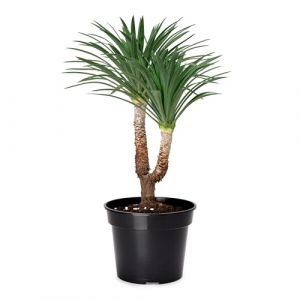 Garronda Pots Horticulture Ronds Pots pour Culture de Plants de Plantes et Fleurs GD-0025 (1 Pi&egrave;ces Noir, ⌀ 39cm H=28,5cm)