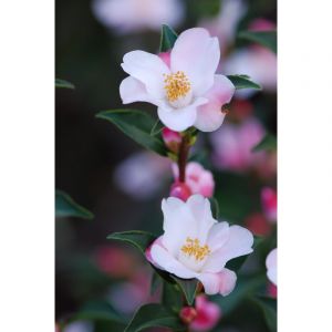 Cam&eacute;lia 'festival of lights' taille du pot - en pot de 65 litres