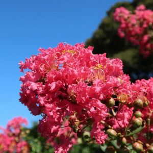 Lilas des Indes indica Dynamite/Godet - 5/20 cm