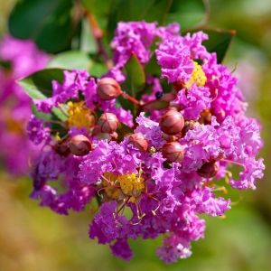 Lilas des Indes Rose - Lagerstroemia indica