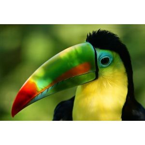 Ceanothe Tableau sur verre synthétique toucan multicolore 80x120 cm