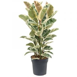 Plant In A Box - Ficus Elastica Tineke - 'Rubber tree' - Pots 24cm - Hauteur 80-100cm - Vert