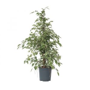 Ficus pleureur, Ficus Benjamina 'Twilight', 100cm