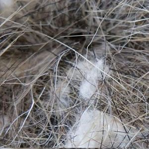 Nobby Pelo Animale Matériel de Nidification en Poil d'animal pour Oiseau 100 g