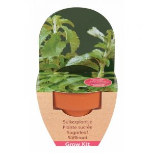 Image de Astuceo 2 Kits de semis de STEVIA avec pot en terre cuite