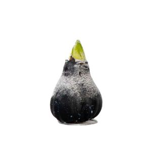 Amaryllis - hippeastrum 'Wax Snow Black' - Bulbe de fleur - Rouge