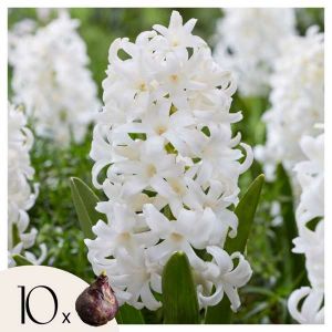 Hyacinthus Carnegie x10 - Jacinthe Carnegie - Bulbes de fleurs résistantes