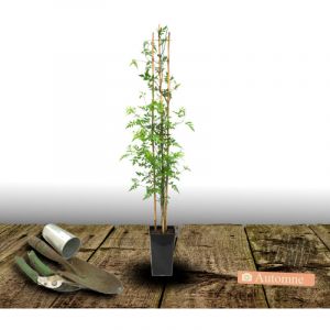 Jasmin blanc Clotted Cream 'Devon Cream'/Pot de 3L