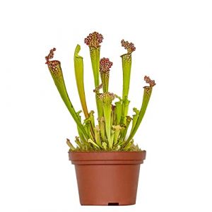 Sarracenia 'Juthatip Soper' – Plante carnivore – Peu d'entretien – ?12 cm – ?10-20 cm - Red