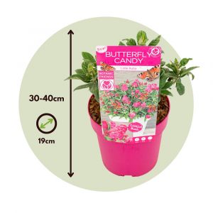 Plant In A Box - Buddleja Candy Little Ruby - Buddleja - Arbuste - Pot 19cm - Hauteur 30-40cm - Rouge