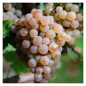 Vigne vinifera Vign'happy/Pot de 3L